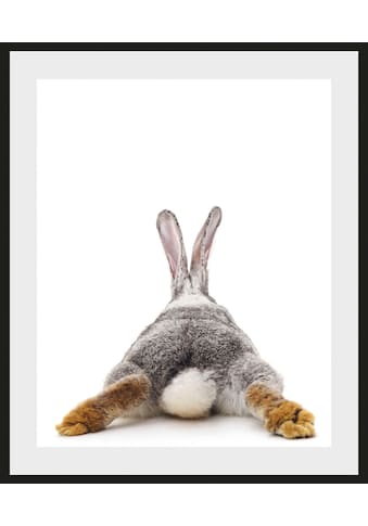 queence Bild »Bunny Tail«, Hase, (1 St.) kaufen