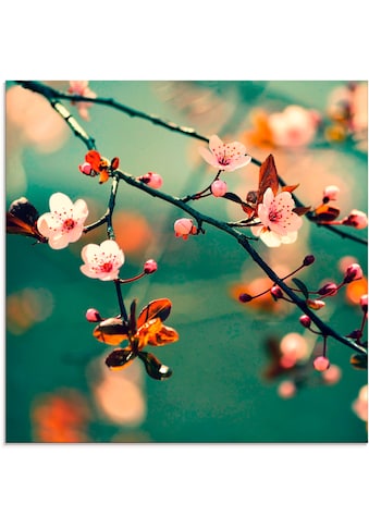 Artland Glasbild »Japanische Kirsch Sakura Blumen«, Blumen, (1 St.) kaufen