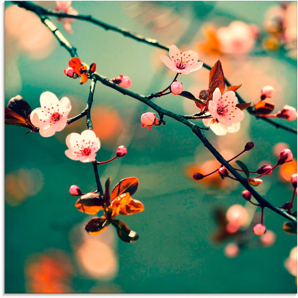 Artland Glasbild »Japanische Kirsch Sakura Blumen«, Blumen, (1 St.)