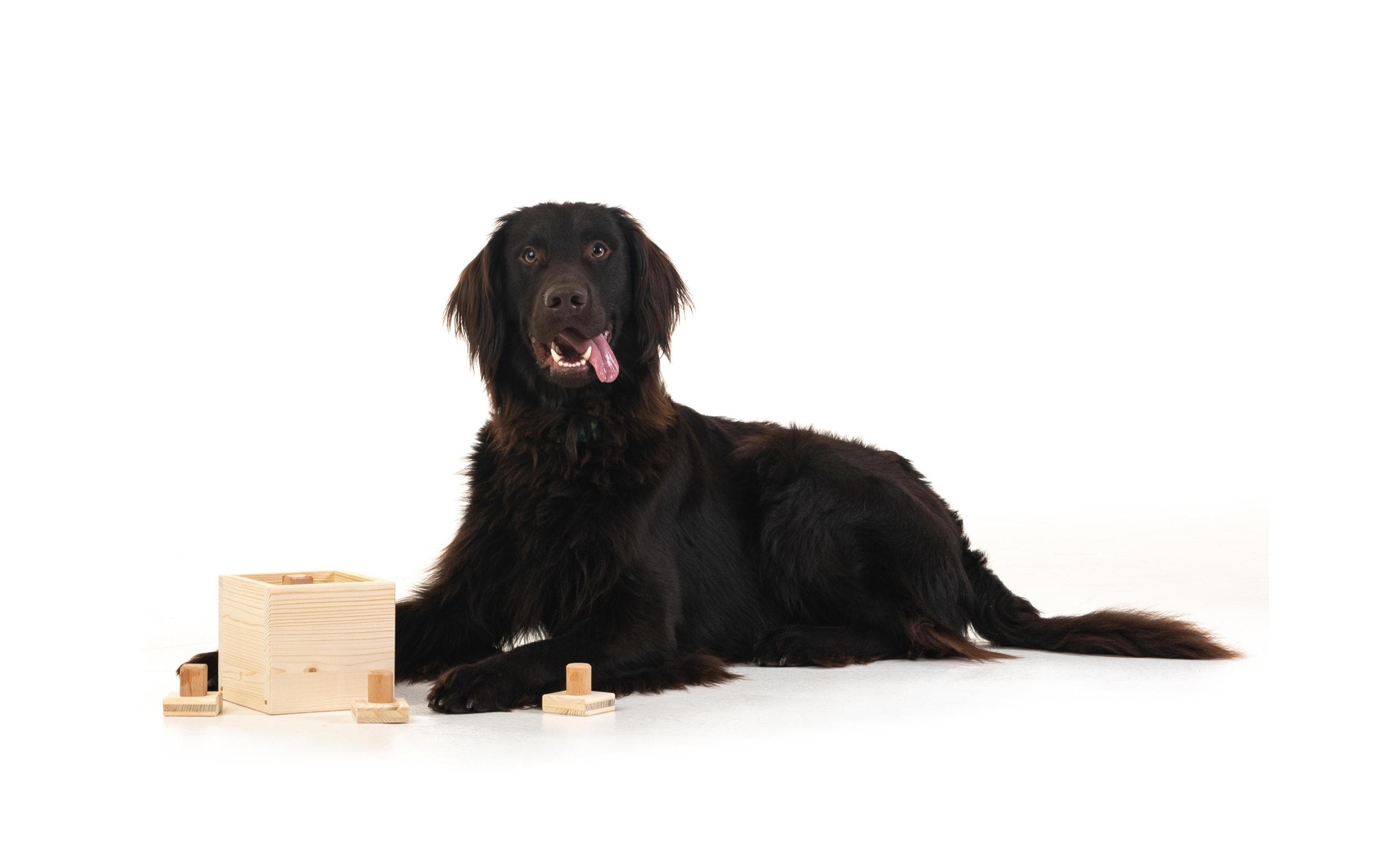 Tier-Intelligenzspielzeug »Hundespiele.ch Babuschka, mittelschwer«, Holz, Holzart: Buche, Fichte (Deutschland)