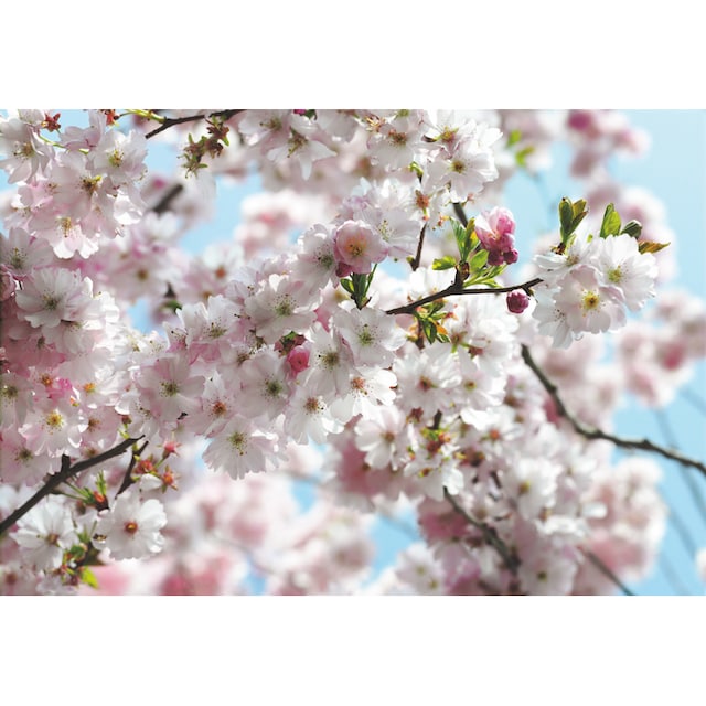 ❤ Komar Fototapete »Spring«, 368x254 cm (Breite x Höhe), inklusive Kleister  bestellen im Jelmoli-Online Shop