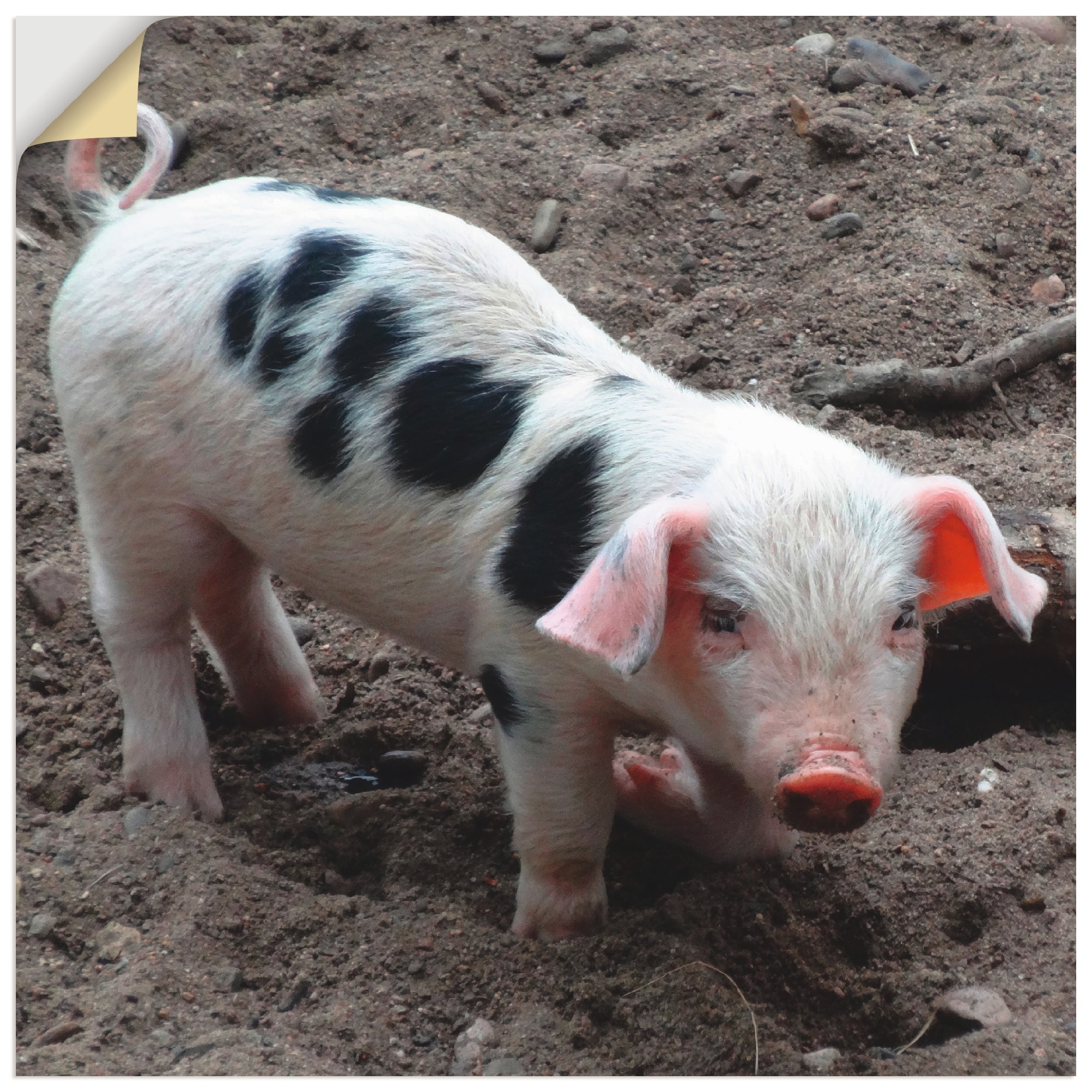Artland Wandfolie »Niedliches Ferkel«, Haustiere, (1 St.), selbstklebend