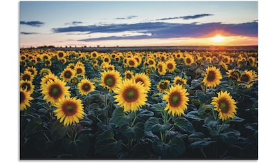 Artland Wandbild »Sonnenblumenfeld«, Blumen, (1 St.), als Leinwandbild,  Wandaufkleber oder Poster in versch. Grössen online bestellen |  Jelmoli-Versand