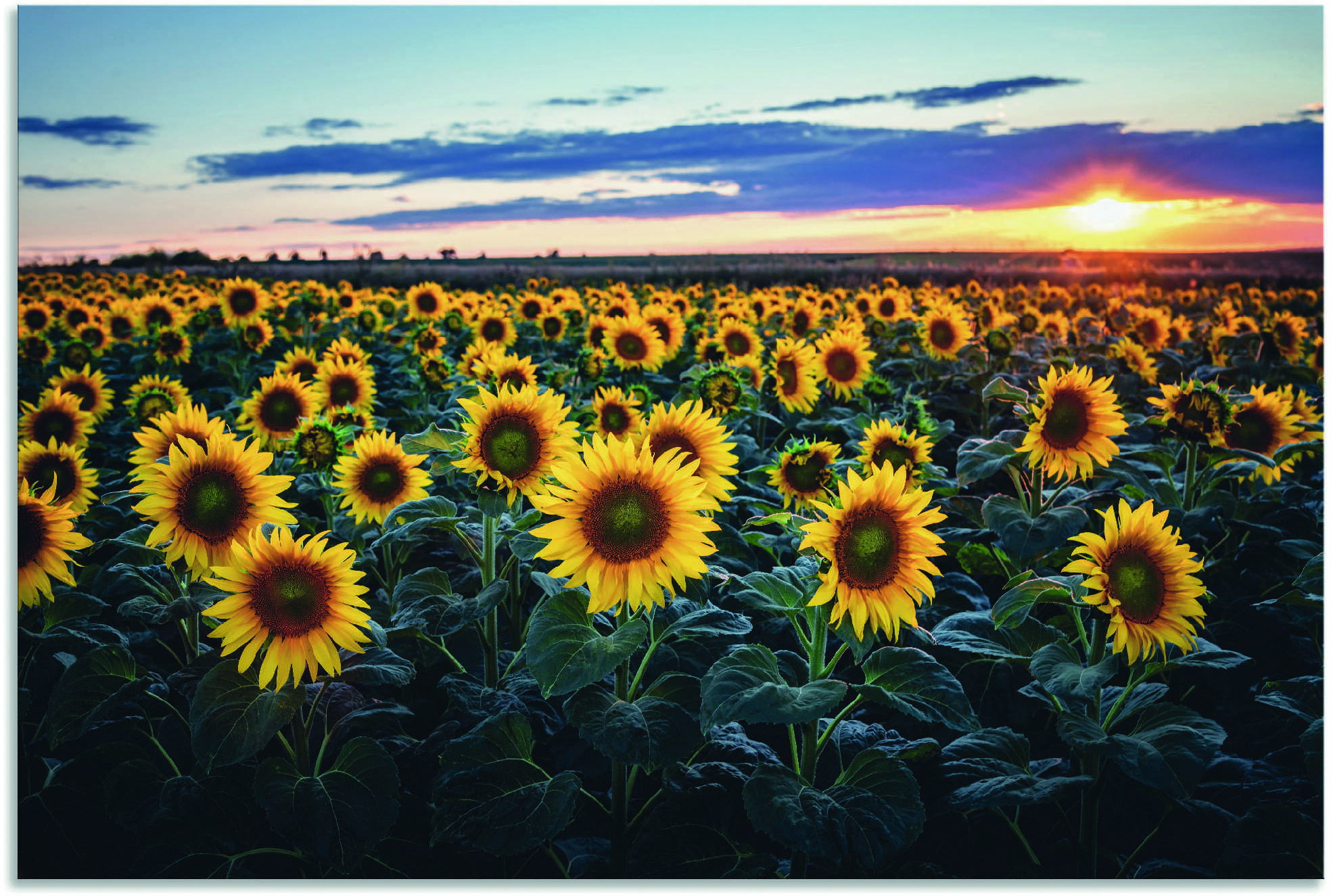 Artland Wandbild »Sonnenblumenfeld«, St.), Blumen, oder Leinwandbild, Grössen online Jelmoli-Versand | in (1 Poster bestellen als Wandaufkleber versch