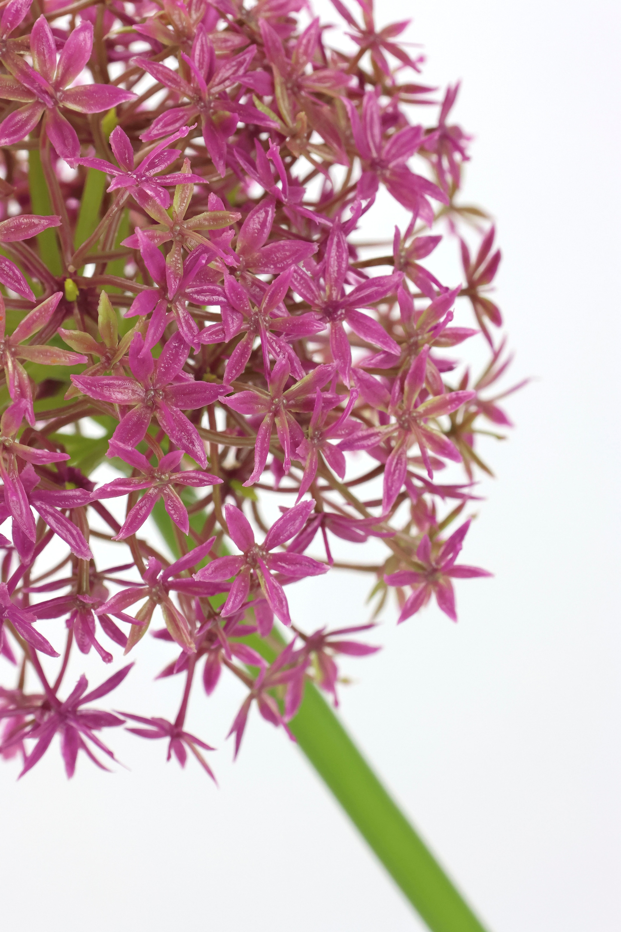 I.GE.A. Kunstblume »Allium Zierlauch«, Stielblume künstliche Blumen, 2er Set