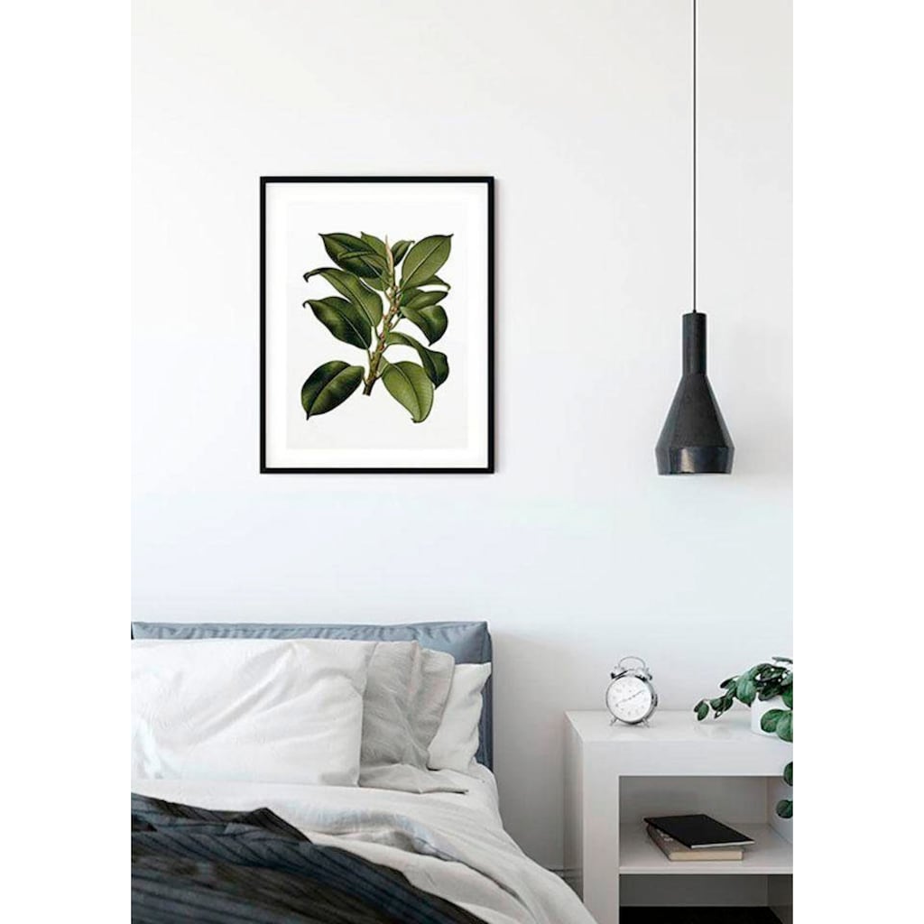 Komar Poster »Elastica Tree«, Pflanzen-Blätter, (1 St.), Kinderzimmer, Schlafzimmer, Wohnzimmer