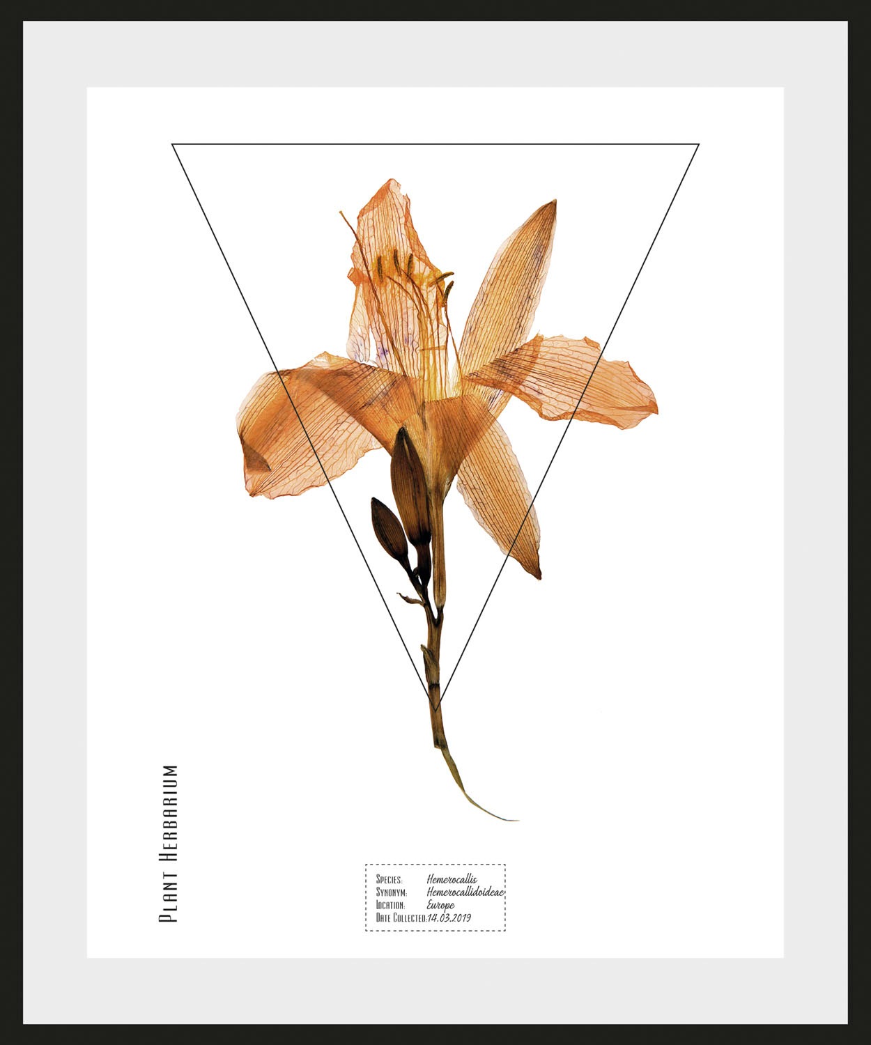 queence Bild »Hemerocallis«, (1 St.)