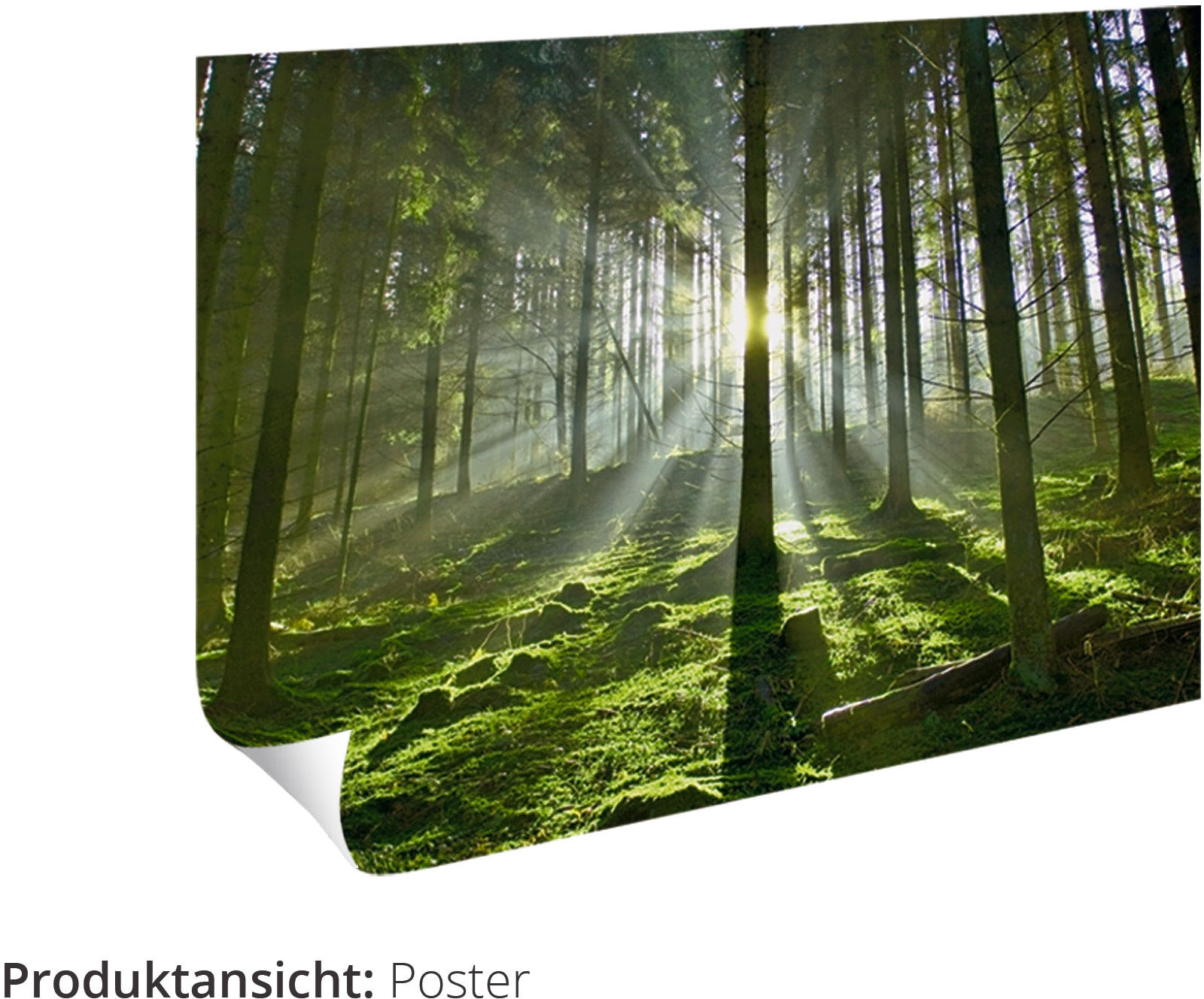 Artland Wandbild »Sonniger Wald«, Baumbilder, St.), Leinwandbild, versch. oder shoppen (1 Grössen Poster Jelmoli-Versand Wandaufkleber Alubild, | in online als