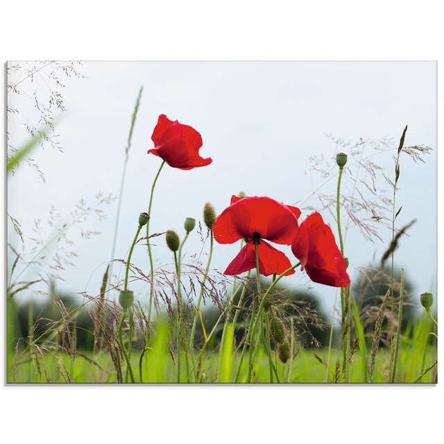 Artland Glasbild »Mohnblumen«, Blumen, (1 St.), in verschiedenen Grössen  online shoppen | Jelmoli-Versand