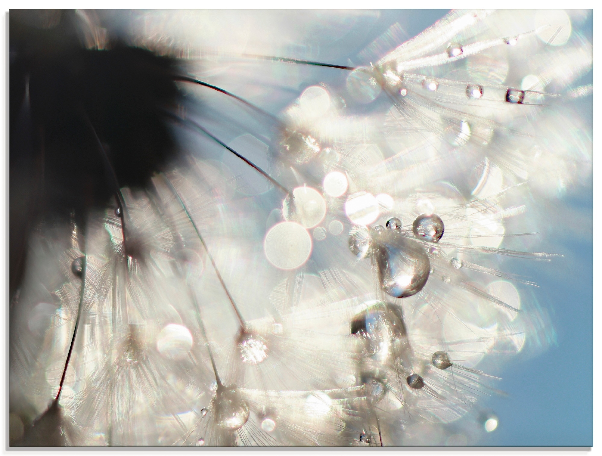 Artland Glasbild »Pusteblume Engelflügel«, Blumen, (1 St.), in verschiedenen  Grössen online kaufen | Jelmoli-Versand