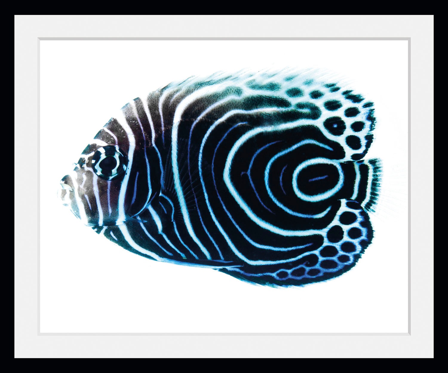 queence Bild »Dory«, Meer-Wassertiere-Kunst, (1 St.), HD Premium Poster-Druck inkl. Holzrahmen