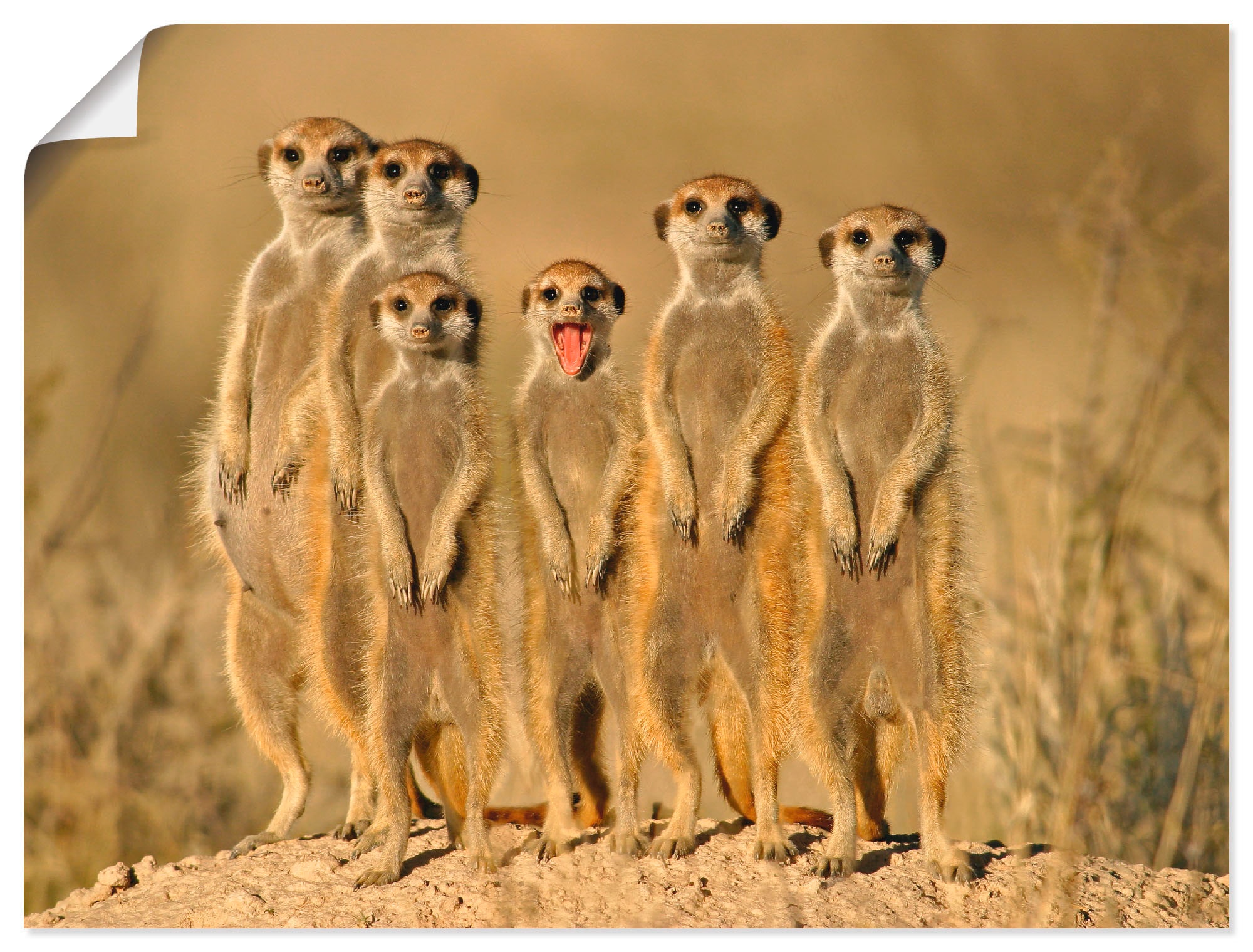 Artland Wandbild »Erdmännchen Familie«, Wildtiere, (1 St.), als Alubild, Leinwandbild,... kaufen