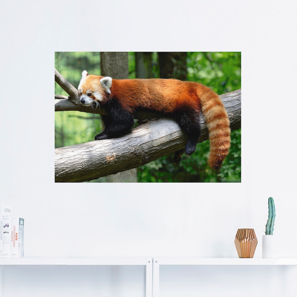 Artland Wandbild »Roter Panda«, Wildtiere, (1 St.)