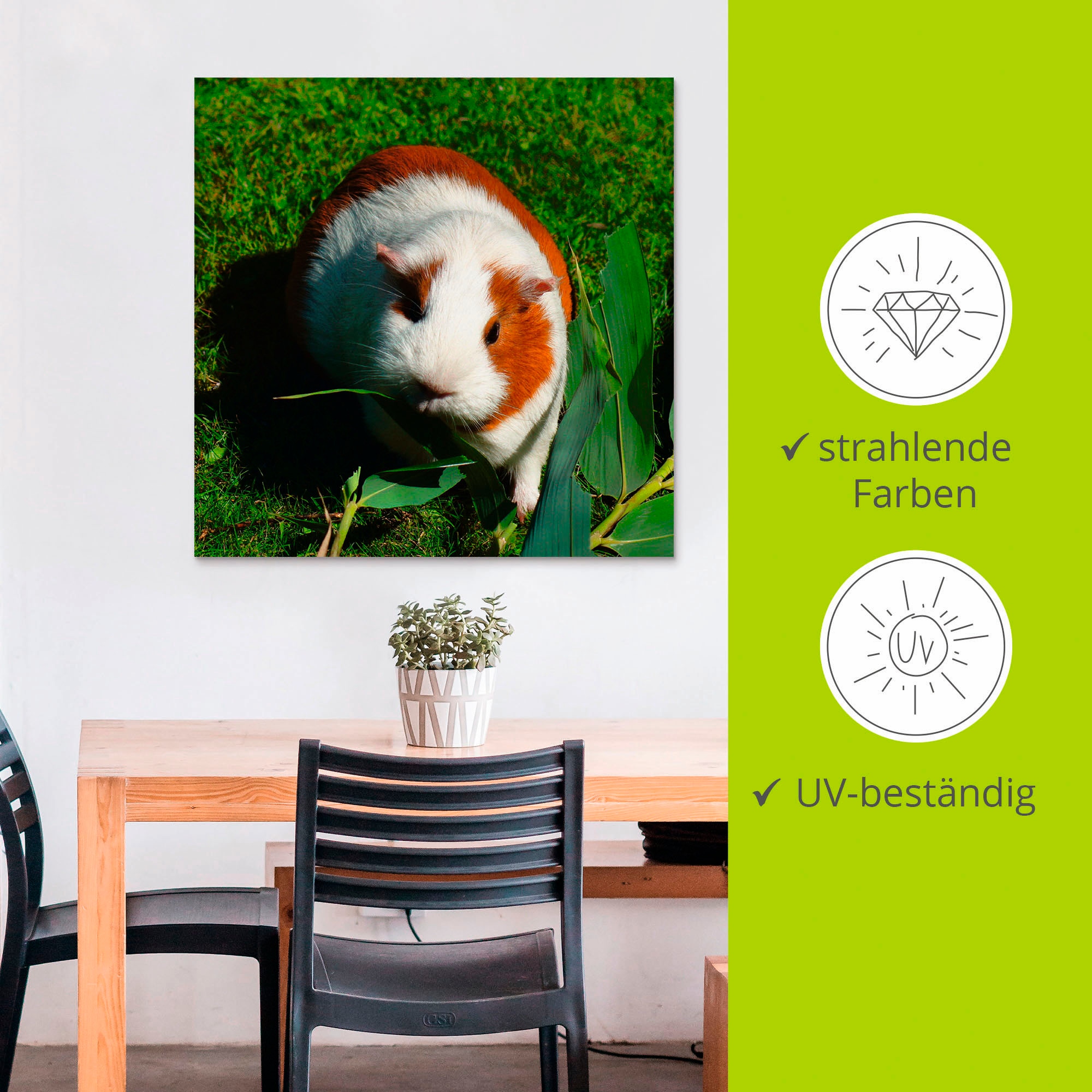 Artland Wandbild »Orange weisses Meerschweinchen«, Haustiere, (1 St.), als Alubild, Outdoorbild, Leinwandbild in verschied. Grössen