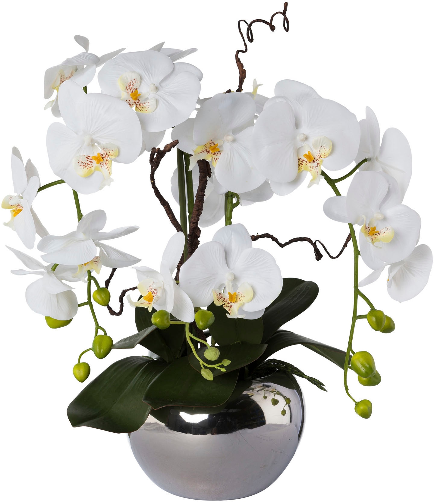Kunstorchidee shoppen Keramiktopf »Phalaenopsis«, green | online Creativ Jelmoli-Versand im
