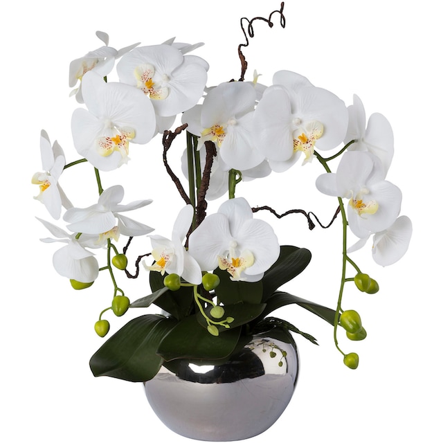 Creativ green Kunstorchidee »Phalaenopsis«, im Keramiktopf online shoppen |  Jelmoli-Versand