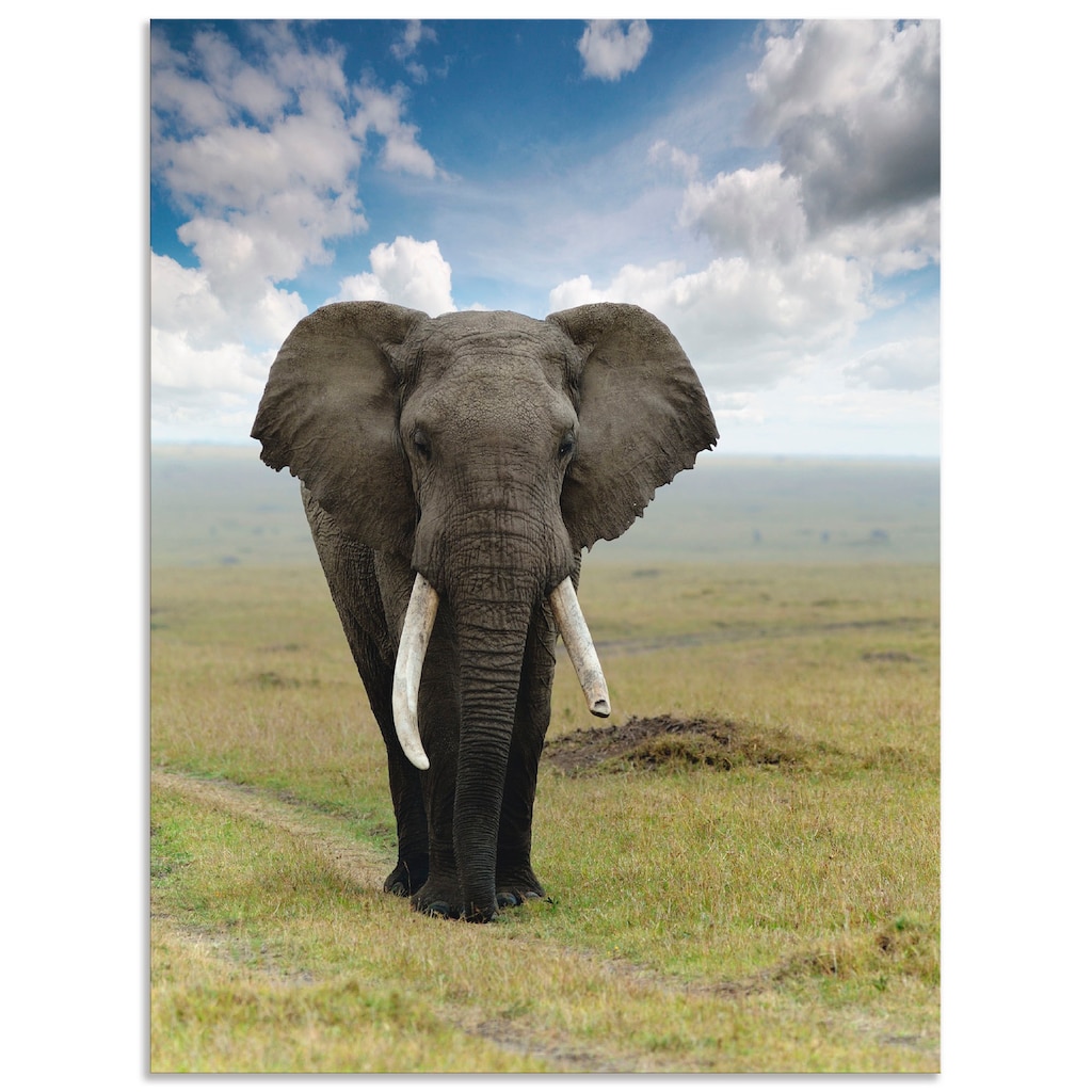 Artland Wandbild »Elefant«, Wildtiere, (1 St.)