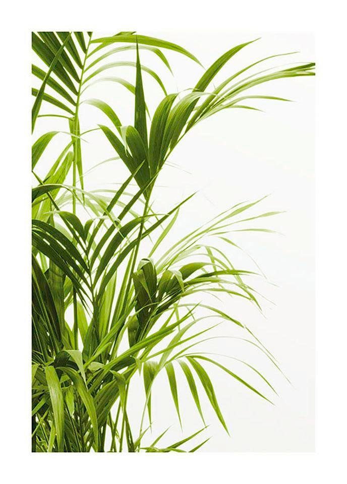 ❤ Komar Pflanzen-Blätter, Leaves«, (1 im kaufen »Reed St.), Kinderzimmer, Jelmoli-Online Poster Wohnzimmer Shop Schlafzimmer