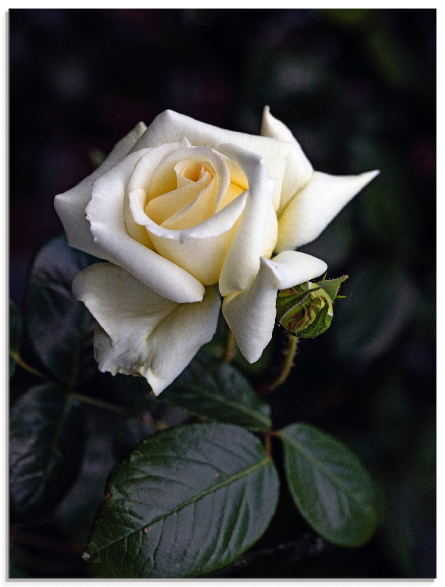 Artland Glasbild »Weiss-gelbe Rose«, verschiedenen online | (1 bestellen in Grössen Jelmoli-Versand Blumen, St.)
