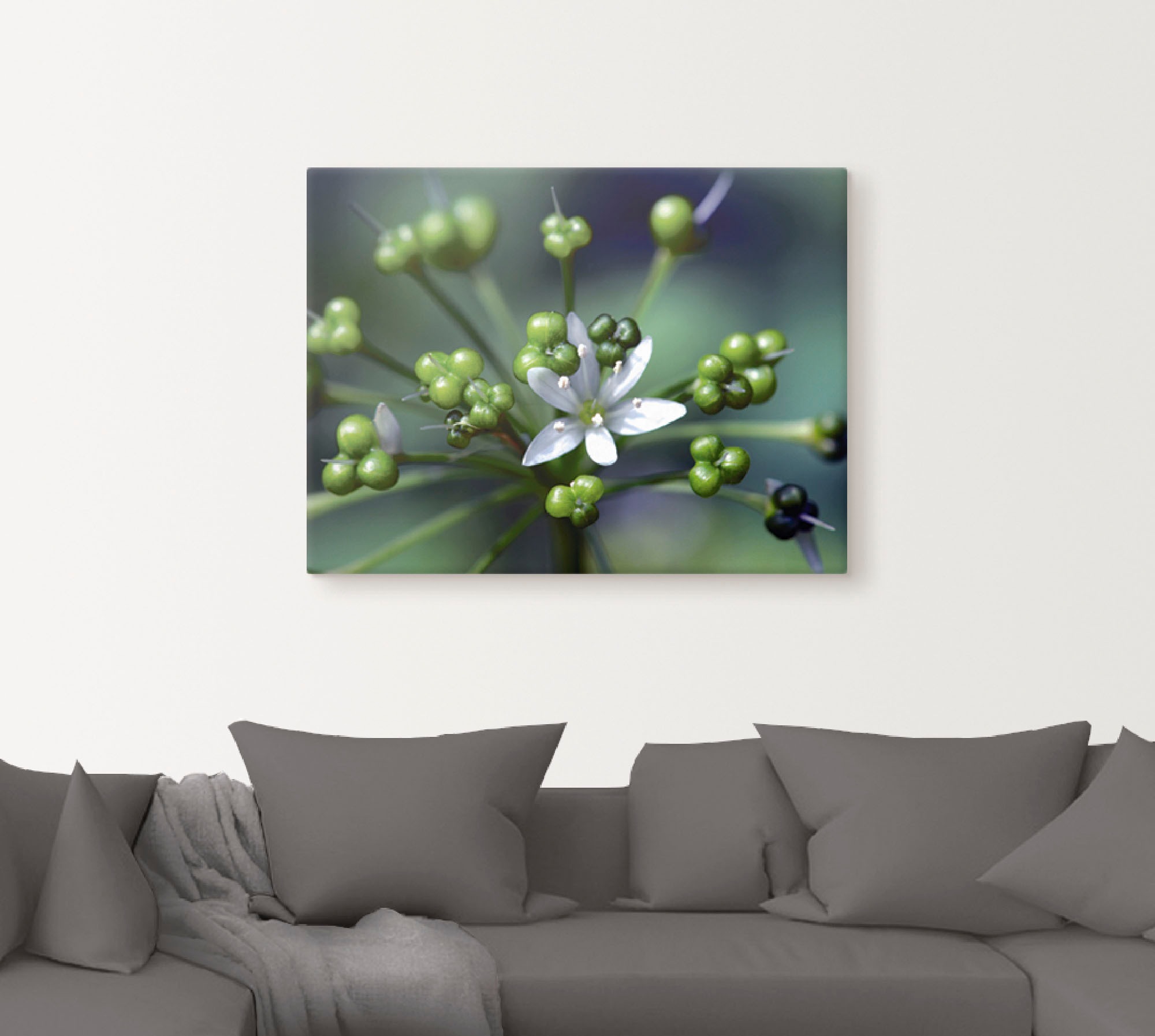 Artland Wandbild »Bärlauchblüte«, Blumen, (1 St.), als Leinwandbild, Poster in verschied. Grössen