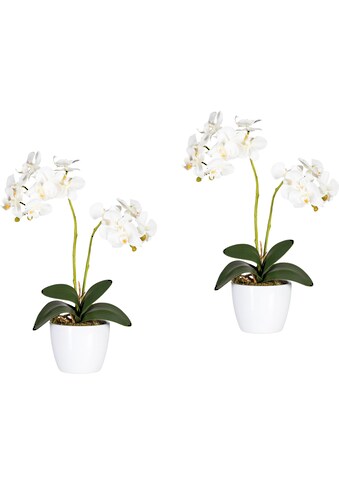 Creativ green Kunstpflanze »Phalaenopsis«, (Set, 2 St.) kaufen