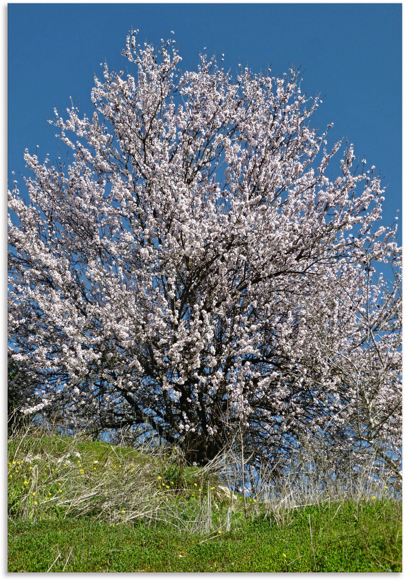 Artland Wandbild »Mandelbaum Baumbilder, Bluete«, voller Grössen (1 Alubild, in versch. kaufen Poster Jelmoli-Versand St.), online oder als in Wandaufkleber Leinwandbild, 