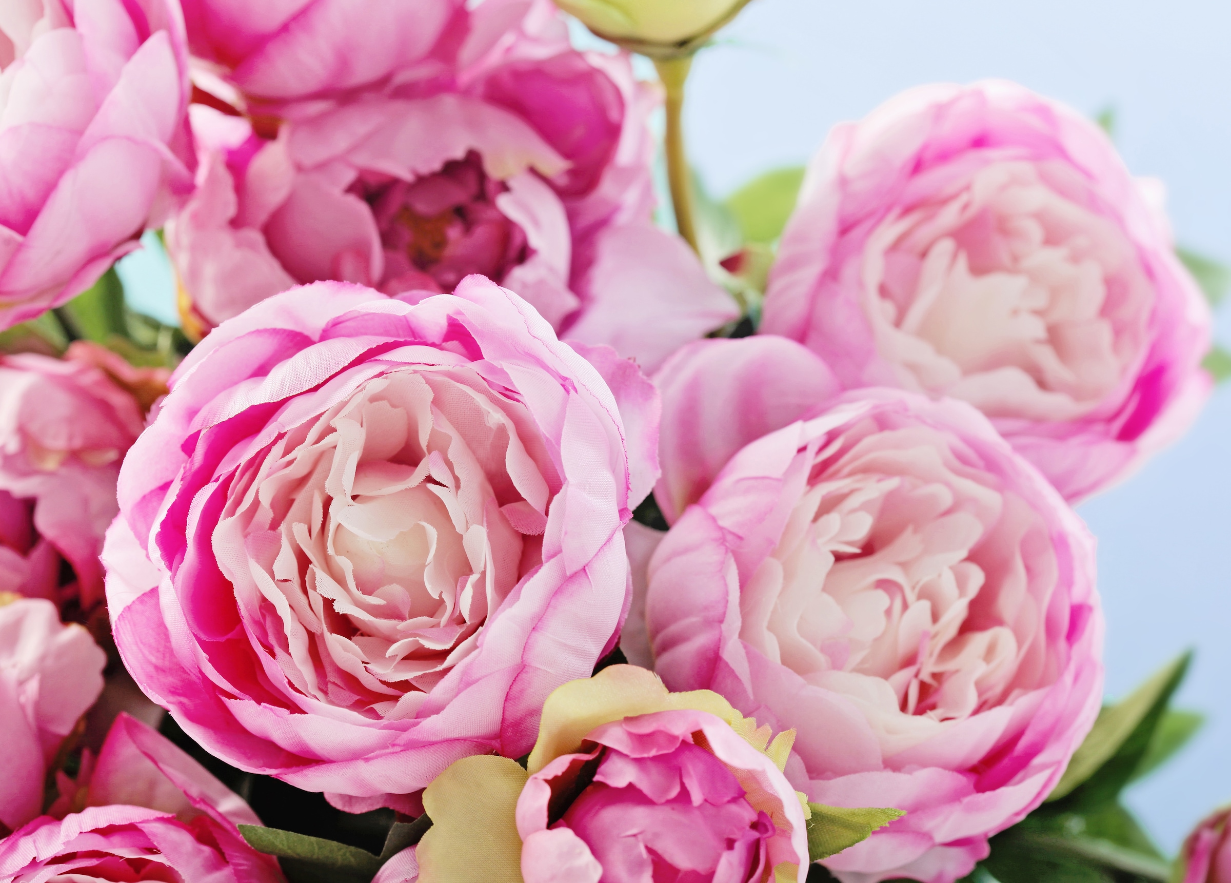 Papermoon Fototapete »Pink Peony Flowers« glatt