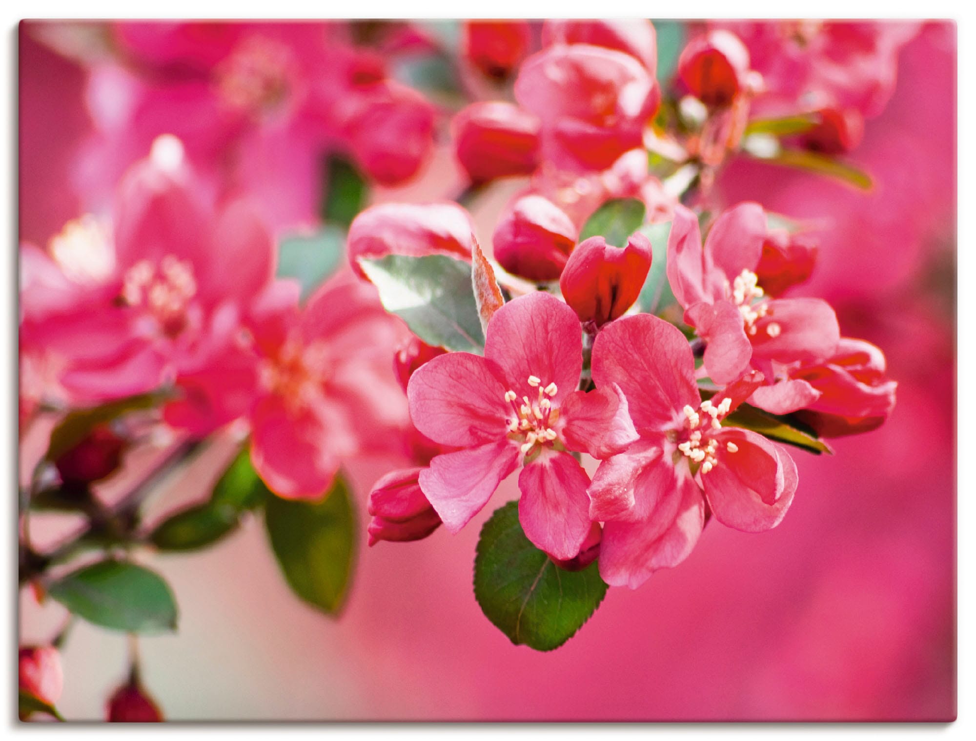 Leinwandbild »Holzapfelblüte 1«, Blumen, (1 St.), auf Keilrahmen gespannt