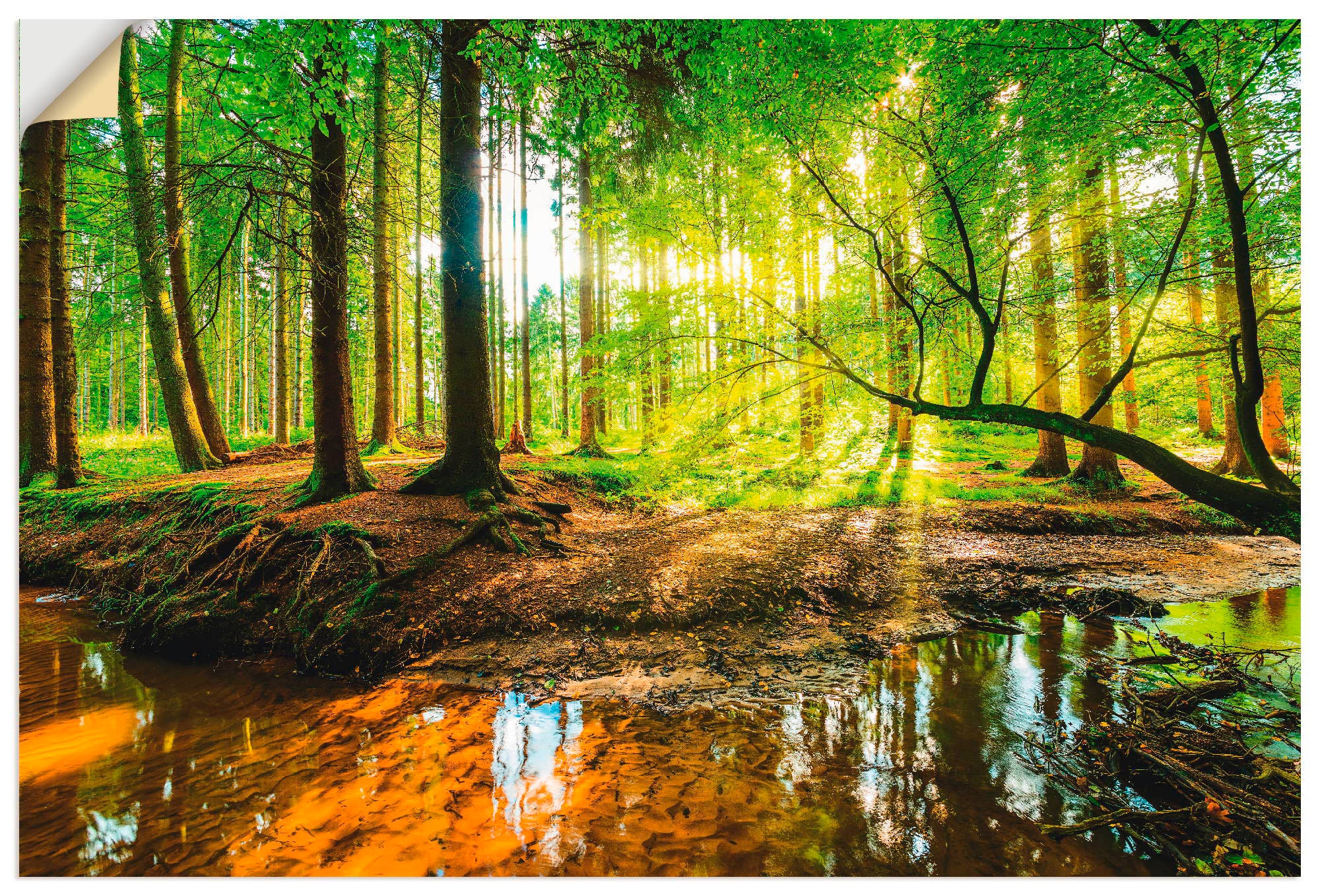 | Leinwandbild, Wald, als Wandbild Poster versch. Alubild, Grössen mit kaufen Bach«, oder Artland (1 St.), »Wald online in Jelmoli-Versand Wandaufkleber