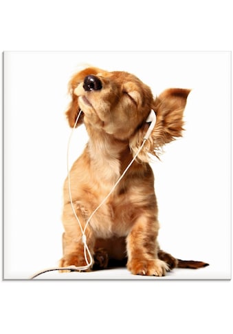 Artland Glasbild »Junger Hund hört Musik über Kopfhörer«, Haustiere, (1 St.) kaufen