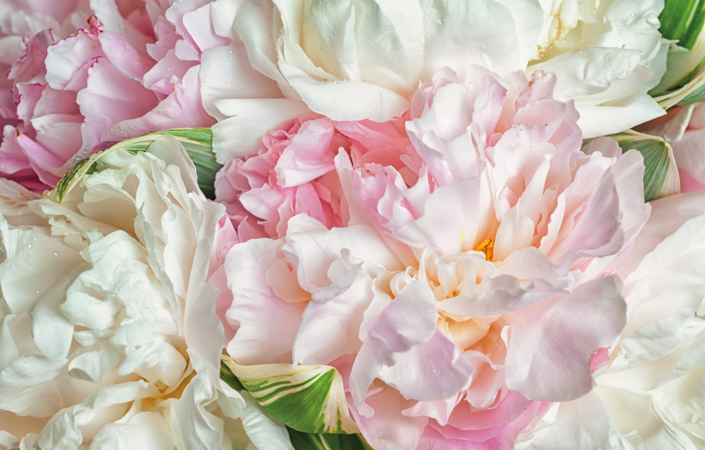 Papermoon Fototapete »Blooming Peonies«