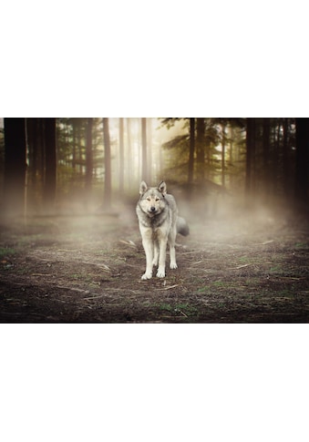 Papermoon Fototapete »Wolf im Wald«, Vliestapete, hochwertiger Digitaldruck, inklusive... kaufen