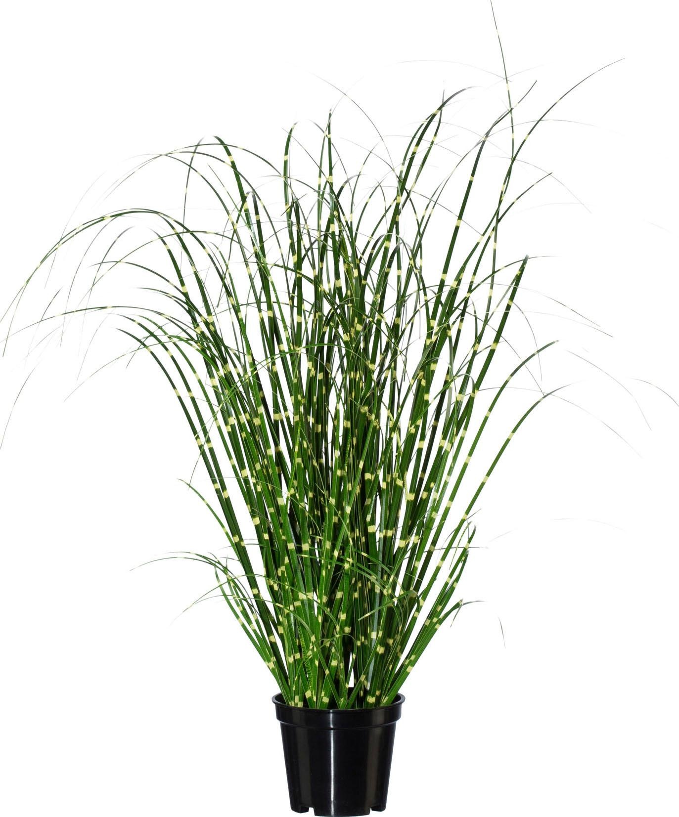 Creativ green Kunstgras »Miscanthus«