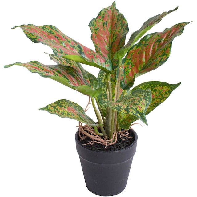 Botanic-Haus Künstliche Zimmerpflanze »Caladium« online kaufen |  Jelmoli-Versand