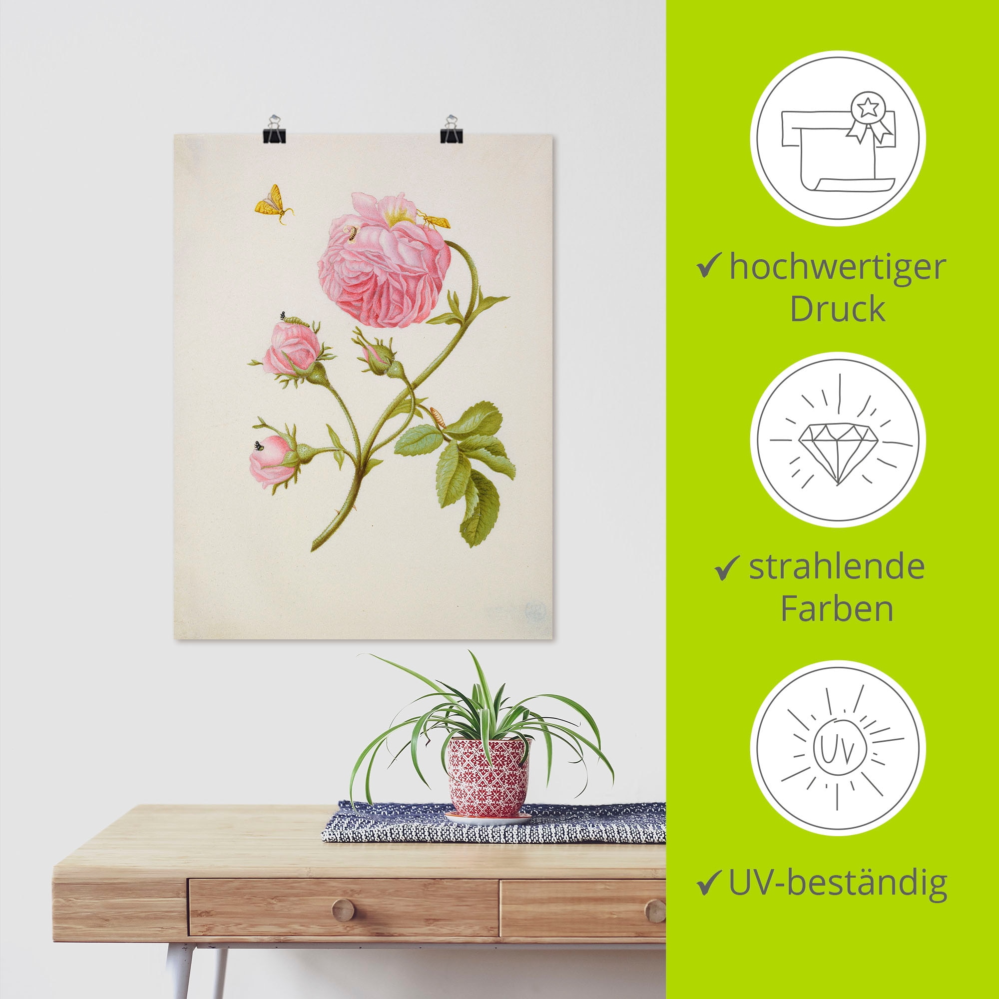 Artland Kunstdruck »Buschröschen Miniermotte, Larve, Puppe«, Blumen, (1 St.), als Leinwandbild, Wandaufkleber oder Poster in versch. Grössen