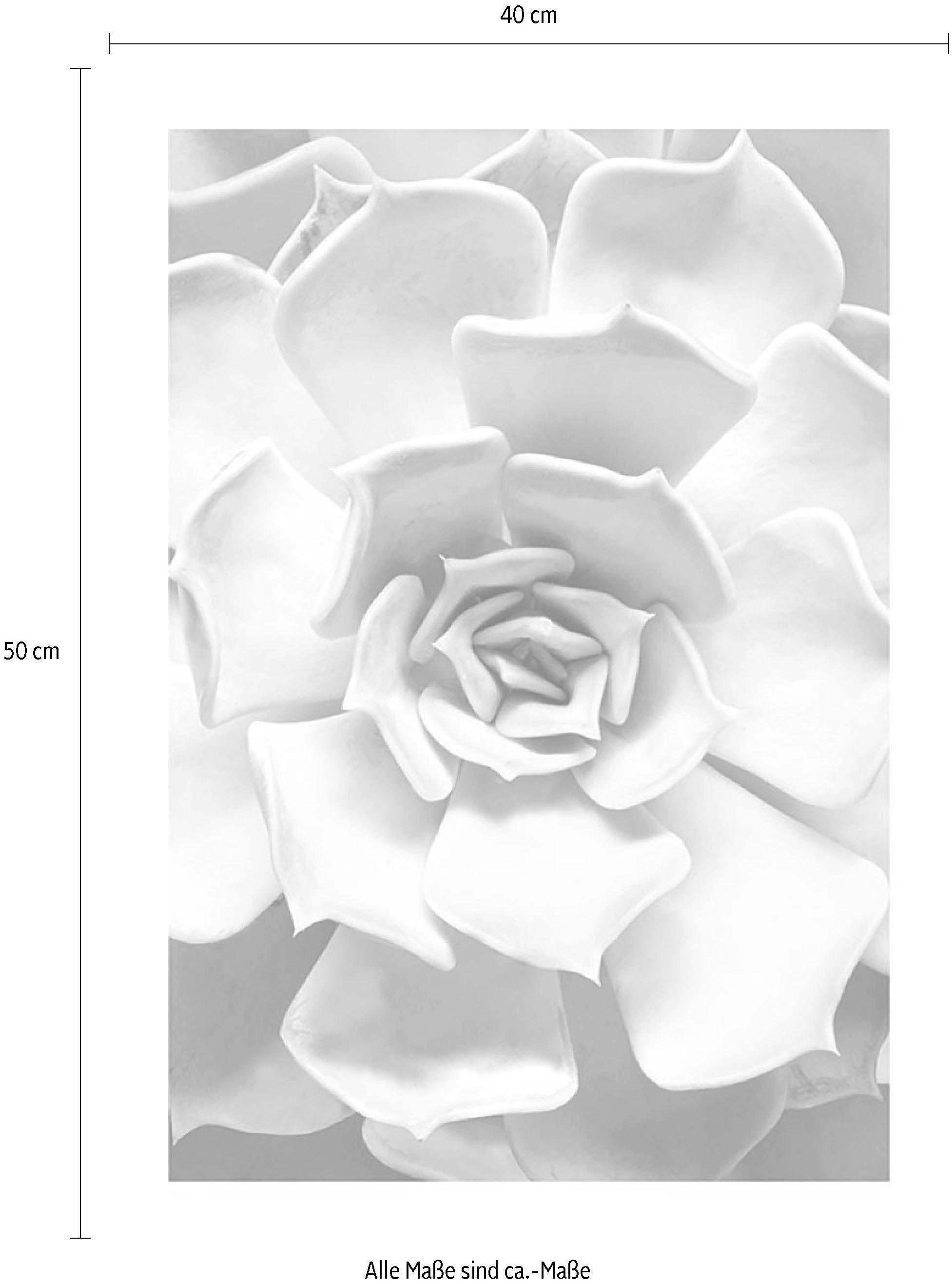 ❤ Komar Poster »Succulent Closeup«, Shop Kinderzimmer, im ordern Schlafzimmer, Wohnzimmer Pflanzen-Blätter, (1 Jelmoli-Online St.)
