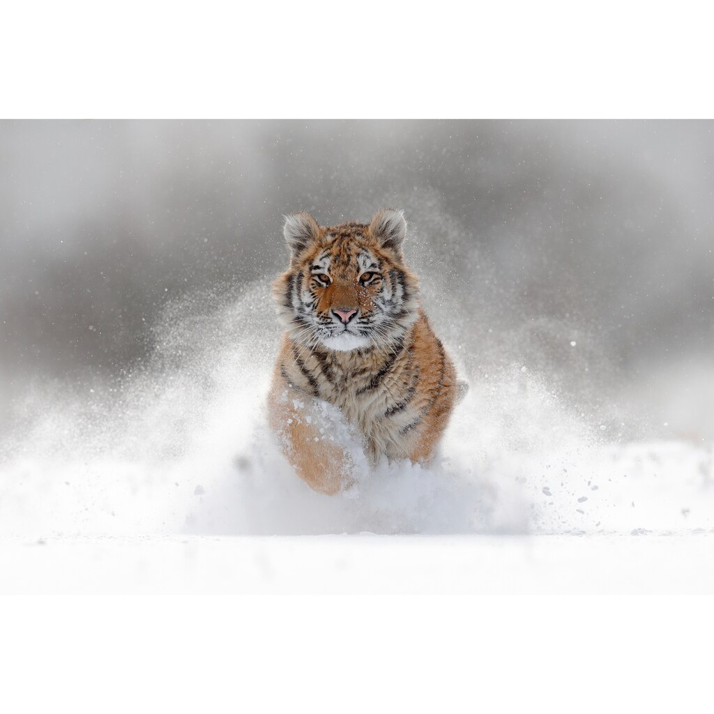 Papermoon Fototapete »Siberian Tiger«