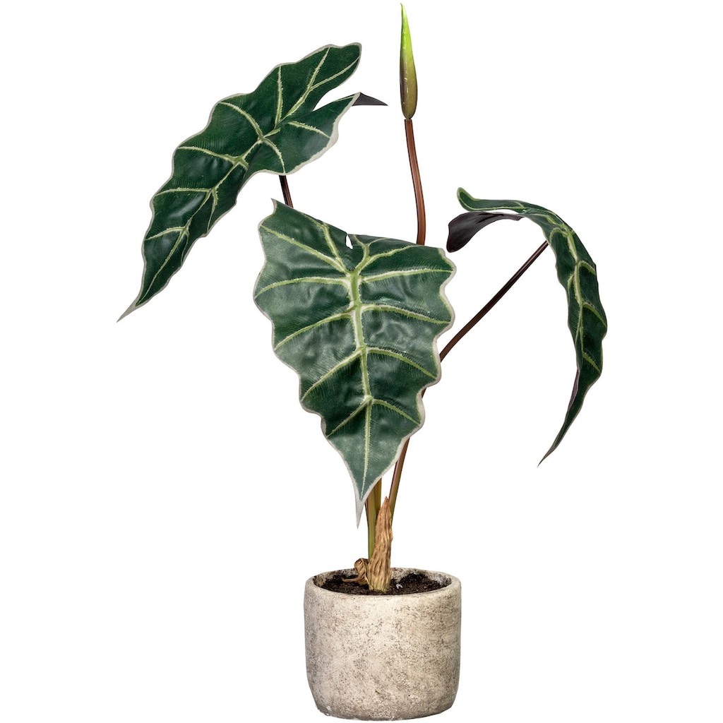 Creativ green Künstliche Zimmerpflanze »Alocasia«