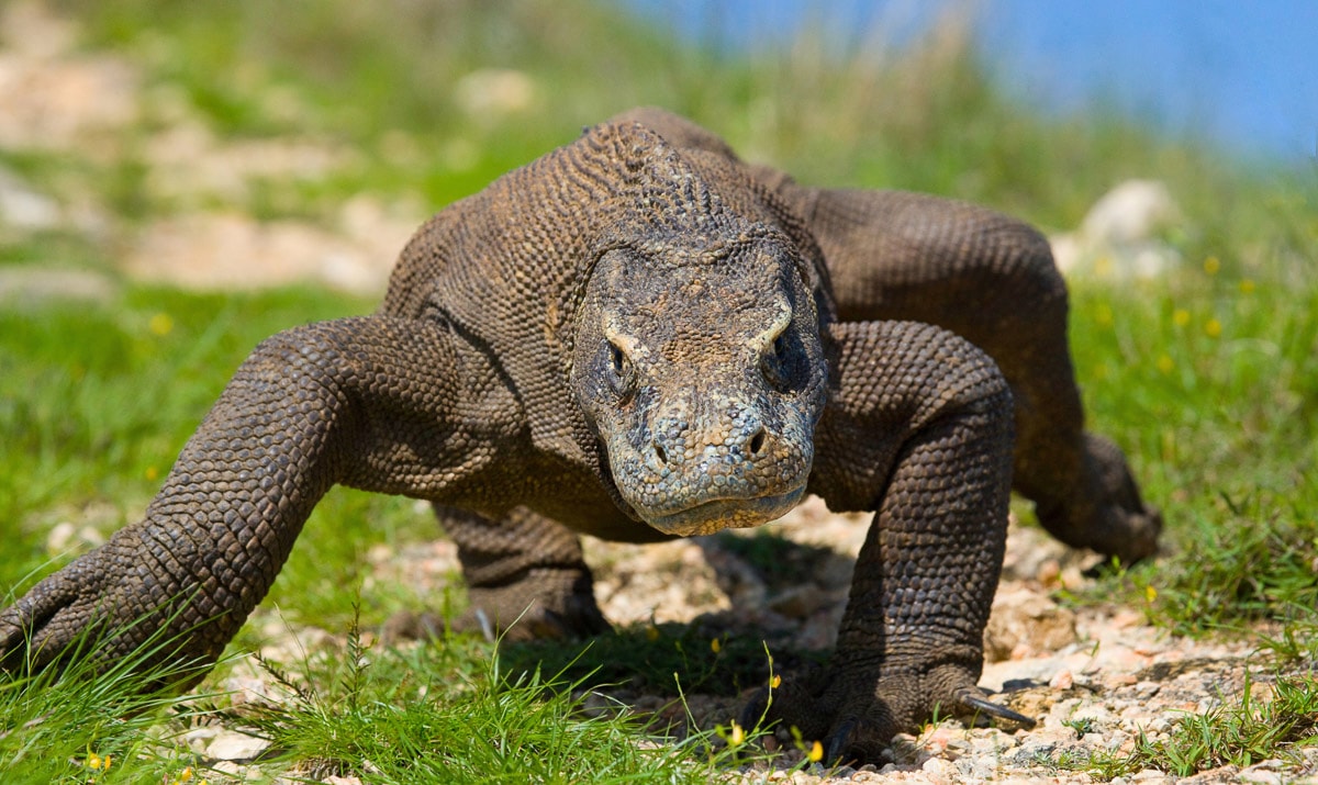 Papermoon Fototapete "Komodo Drache"