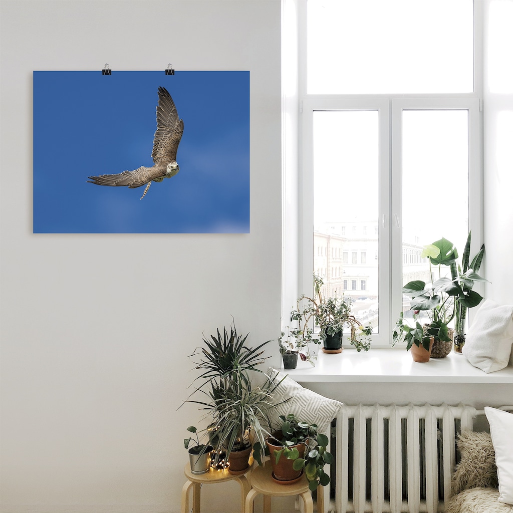 Artland Wandbild »Der Falke«, Vögel, (1 St.)
