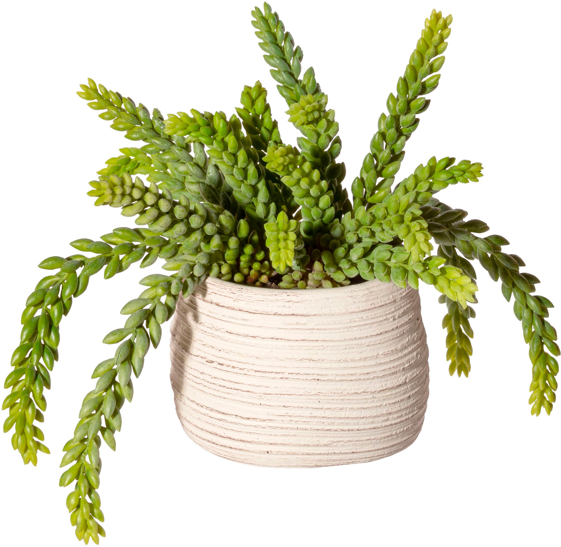 Creativ green Künstliche Zimmerpflanze »Sedum im Zementtopf« online kaufen  | Jelmoli-Versand