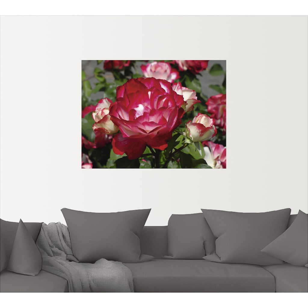 Artland Wandbild »Rot weisse Rosenblüte«, Blumen, (1 St.)