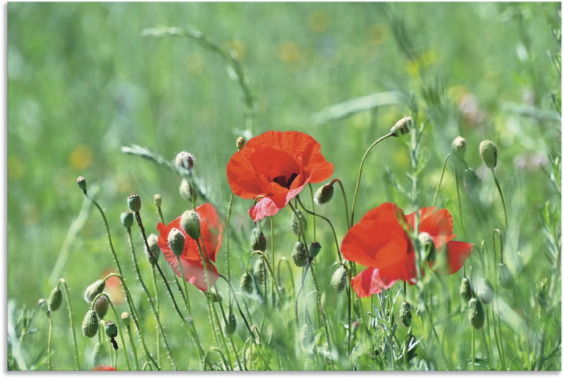 Gras«, versch. (1 Leinwandbild, online | Alubild, im in Jelmoli-Versand Blumenbilder, St.), »Mohnblumen als Poster kaufen Artland Wandaufkleber oder Grössen Wandbild