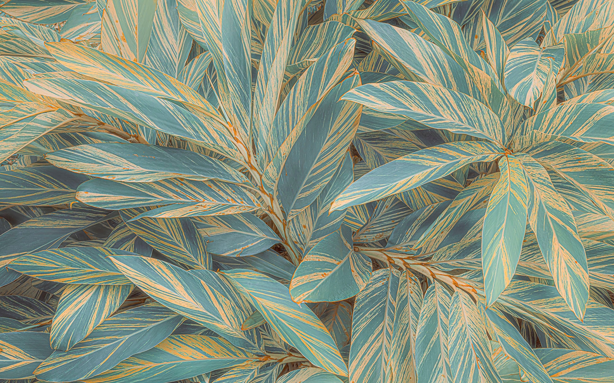 Komar Fototapete »Digitaldruck Vlies - Amazonia Vibes - Grösse 400 x 250 cm«, bedruckt, Wohnzimmer, Schlafzimmer