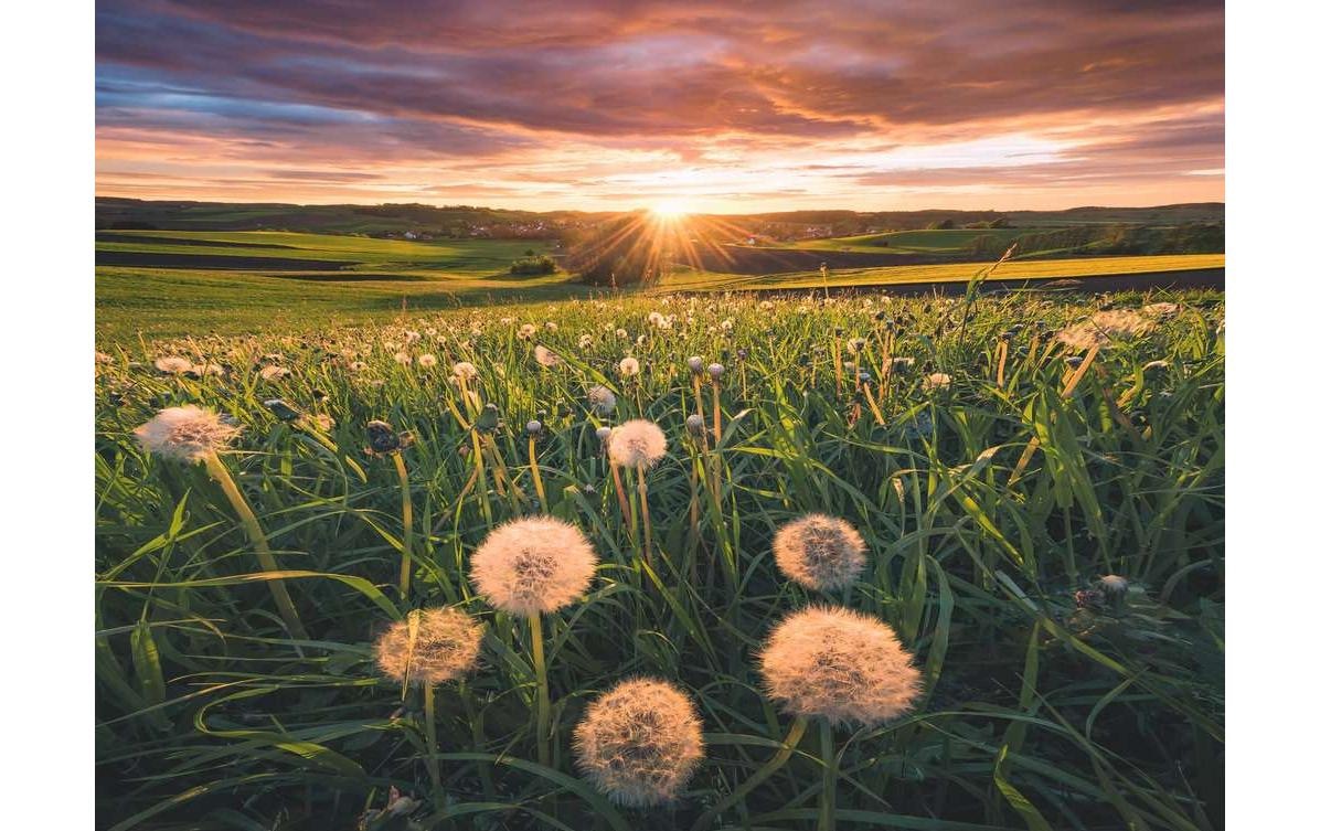 Ravensburger Puzzle »Pusteblumen im Sonnenuntergang«