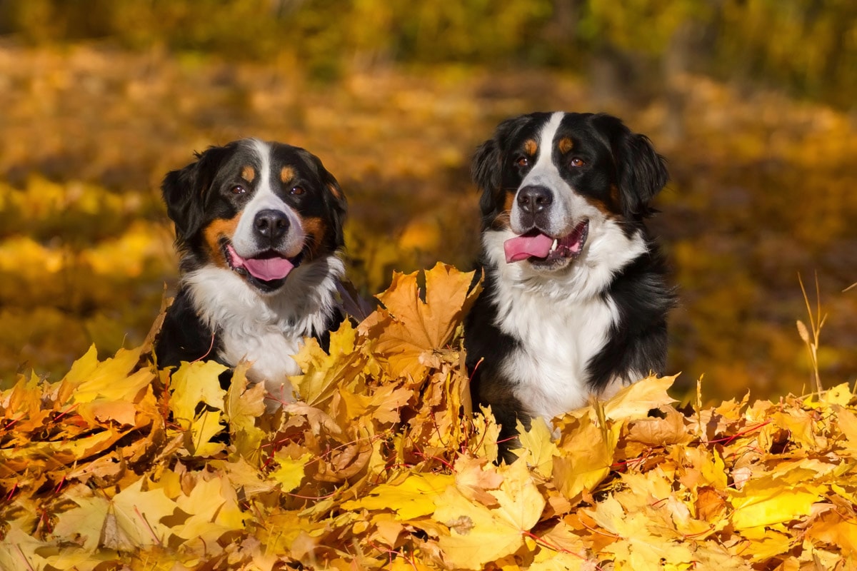 Papermoon Fototapete »Hunde in Blätterhaufen« günstig kaufen |  Jelmoli-Versand