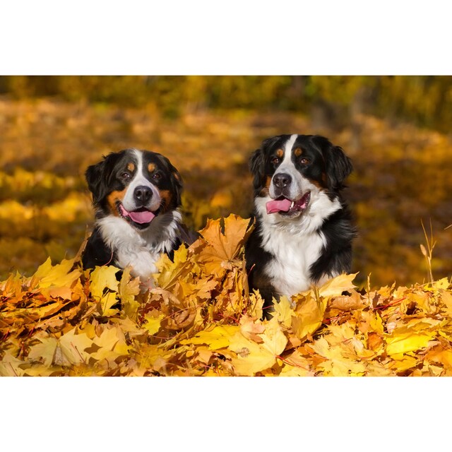 Papermoon Fototapete »Hunde in Blätterhaufen« günstig kaufen |  Jelmoli-Versand