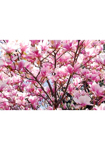 Papermoon Fototapete »Kirschblüten«, Vliestapete, hochwertiger Digitaldruck, inklusive... kaufen