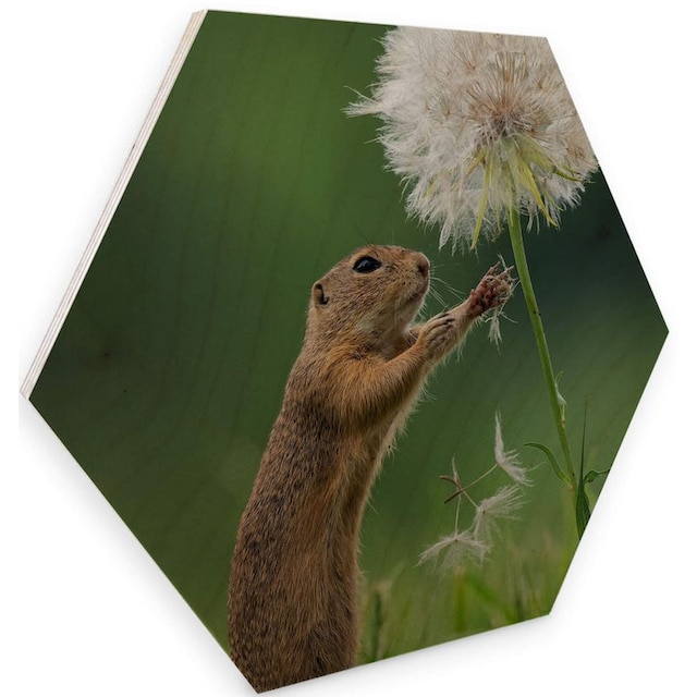 Wall-Art Holzbild »Eichhörnchen Holzbild Blumen«, (1 St.) online kaufen |  Jelmoli-Versand