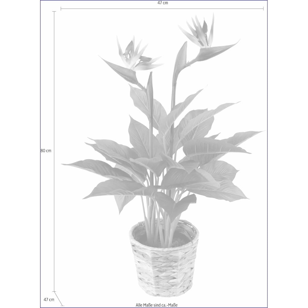 I.GE.A. Kunstpflanze »Strelitzienpflanze in Wasserhyazinthentopf«